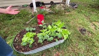 Container Garden Tour for November Raspberry disaster by Dobermanns [upl. by Crystal]