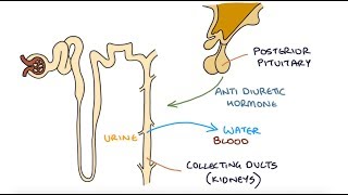 Understanding Hyponatraemia [upl. by Aibun]