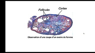 Bac math et sc  SVT  EP8  la foliculogenese 2 [upl. by Ashlin]