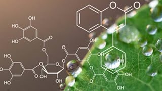 Phytochemistry Carbohydrate lec2 [upl. by Tayib]