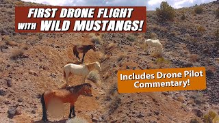 Wild Mustangs of Lagomarsino Canyon  First wild horse drone flight [upl. by Eelatsyrc]