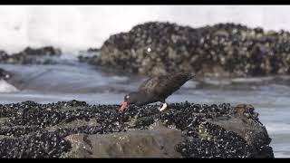 Black Oystercatcher Mussel hunting [upl. by Downey]