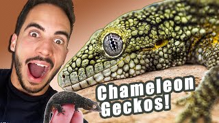 We need to talk about Chameleon Geckos [upl. by Khanna]