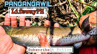 Pangangawil  60pcs hooks consecutive in dropping  Liguasan Marsh Philippines [upl. by Bertasi889]