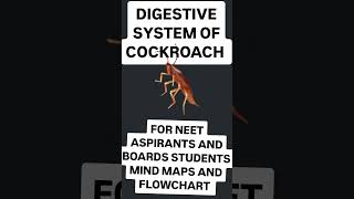 NOTES WORLD 🌍BIOLOGY digestive system of cockroach for neet aspirants flowchart [upl. by Nikolas]