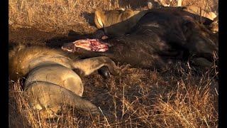 Plains Camp Male Lions with Mhangeni Pride again  26 August 2024 [upl. by Htidirem]