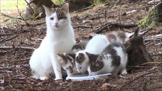 This Mother Cat Called All Her Kittens When She Found Food in the Forest [upl. by Kreg]