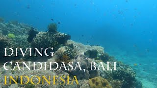 Diving Candidasa Bali [upl. by Ritz]