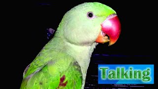 Parrot Natural Sounds  Parrot Talking parrotparot [upl. by Gradey]