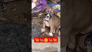 Cute dog puppy barking dog cute puppy sound [upl. by Lolly]