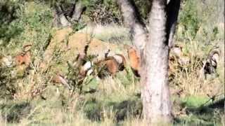 Young Pure European Mouflon Rams Sparring at Hi Lonesome Mouflons [upl. by Aihsaei]