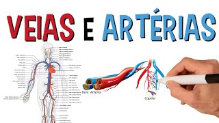 Principais Veias e Artérias Do Corpo Humano  Sistema Cardiovascular  Circulatório [upl. by Erik]