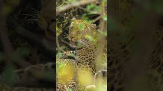 HDR ULTRA HD COLORS shorts shortvideo shortsviral shortsyoutube wildlife animals nature [upl. by Ahsoym]