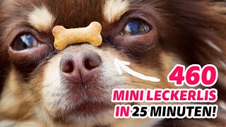 Hunderte Hundekekse mit der Backmatte in 25 Minuten backen Der beste Küchenhack aller Zeiten [upl. by Grissom]