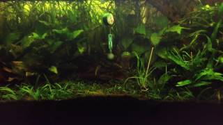 Feeding Your Otocinclus  Why and How to Feed your Vegetarian Friends [upl. by Ajam]