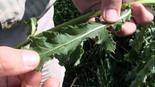 Canada Thistle identification of the Wisconsin Invasive Species Cirsium arvense [upl. by Neukam468]