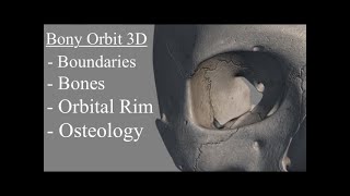 Bony Orbit Anatomy 3d  Osteology  Orbital Rim Boundaries The bony orbit of eye Orbital Cavity [upl. by Karol]