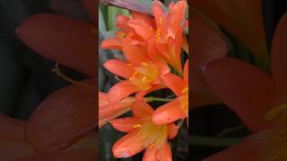 Top Clivia Expert Shares 4 Main Species You Need to Know [upl. by Agosto]