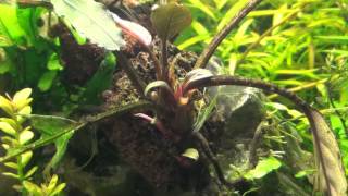 Bucephalandra Dark Skeleton King [upl. by Euhc873]