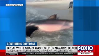 Possibly pregnant great white shark washes up on Navarre Beach [upl. by Atinrahs]