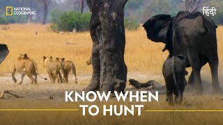 Know When to Hunt  Africa’s Deadliest  हिन्दी  Full Episode  S6  E1  Nat Geo Wild [upl. by Laddy491]