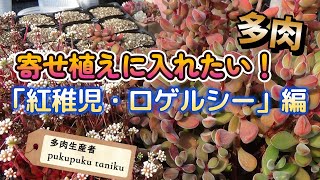 寄せ植えに入れたい！【紅稚児、ロゲルシー編】 多肉生産者「pukupuku taniku」 [upl. by Ury]