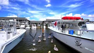 The Naples City Dock with some playful pelicans Naples Florida 💙 [upl. by Aidualk]