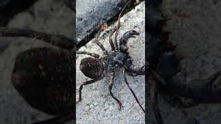 🕷️🌿 Meet the Vinegaroon The Whip Scorpion with a Tangy Twist [upl. by Naej453]