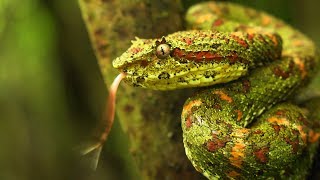 Eyelash pit viper Bothriechis schlegelii Christmas tree morph [upl. by Nongim847]