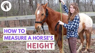 How to Measure a Horses Height [upl. by Alick833]