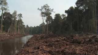 Kepak Sayap Enggang  Tur Mata Harimau di Kalimantan Barat [upl. by Elfstan]