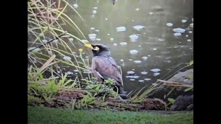 The Mynah bird Australia [upl. by Serles845]