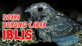 Penuh Misteri  Suara Burung Cabak Iblis [upl. by Kelci]