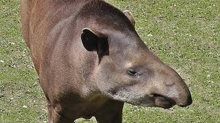 Brazilian Tapir [upl. by Lesser]