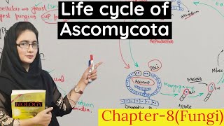 Ascomycota class 11 life cycle of Ascomycota  urduhindi [upl. by Idnaj]