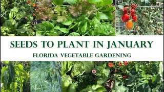 What To Plant in Your Florida Vegetable Garden In January  Updated January 2022 [upl. by Aninahs]