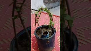 plants gardening zade plant gardenplants foryou jadeplantcare [upl. by Akela]