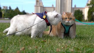 Hosico and Apollo [upl. by Roberson]