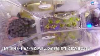 The Arabidopsis thaliana in Tiangong Space Station is growing well2023118 [upl. by Reagan]