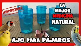 AJO PARA CANARIOS Y PAJAROS EXOTICOS  REMEDIOS NATURALES PARA DESPARASITAR CANARIOS DE FORMA CASERA [upl. by Leandra418]