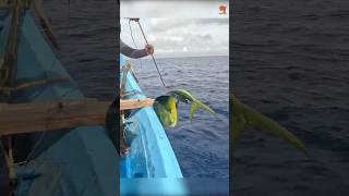 Mahi Mahi Fish Caught Using Live Baits fishing fishingvideo fishingtime [upl. by Areis438]