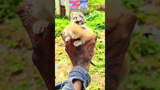 எங்கே மனிதநேயம் ponadhu endru teriyavillai save cat baby [upl. by Weinberg]