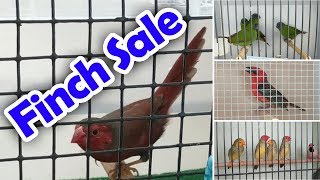 Bird Sale Queensland Finch Society Jan 2019 [upl. by Ailima449]