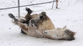 Horses Playing in Snow [upl. by Mayfield]