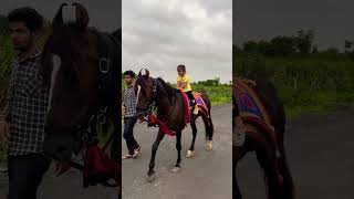 Horse video 🐎  horse horses ghoda horseriding horselover ytvideo shortsfeed dhruhi [upl. by Einama]