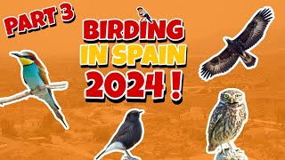 Birding In Spain 2024  Part 3 Cantoria amp Vera [upl. by Oivat]