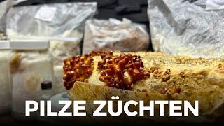 Pilze züchten wie ist die Lage Folge 108  Nameko  Wilde Pilze  Clips  Experimente [upl. by Thorstein152]