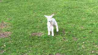 Ontario Lamb Farming [upl. by Odlabso]