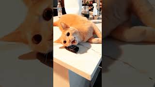 Cats can understand English cat pets funnypets funnycats shorts [upl. by Vallo]