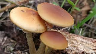 Galerina Marginata ☠️ 05102024 Circuit de Haute Coutance [upl. by Nobell178]